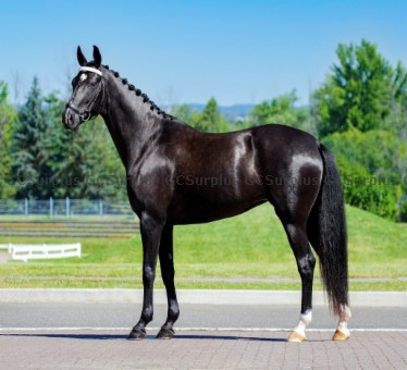 Picture of Oceana - 5-Year-Old Hanoverian