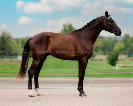 Picture of ''Spring'' 3-Year-Old Hanoveri