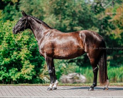 Picture of ''Raina'' 4-Year-Old Hanoveria