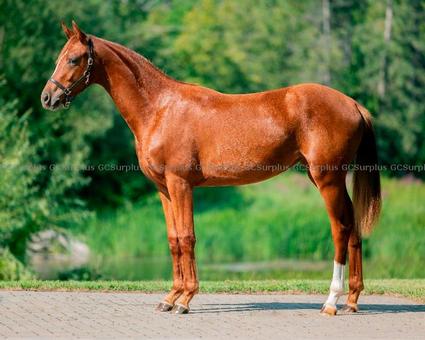 Picture of ''Venus'' 1-Year-Old Hanoveria