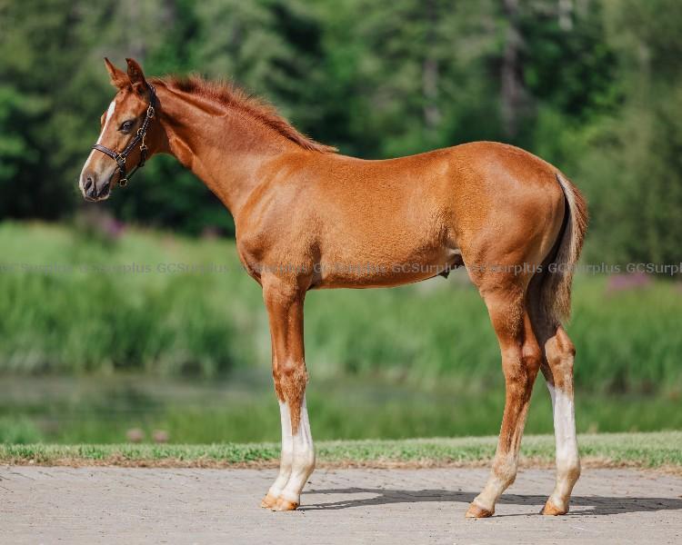 Photo de « Asher » étalon Hanoverian de