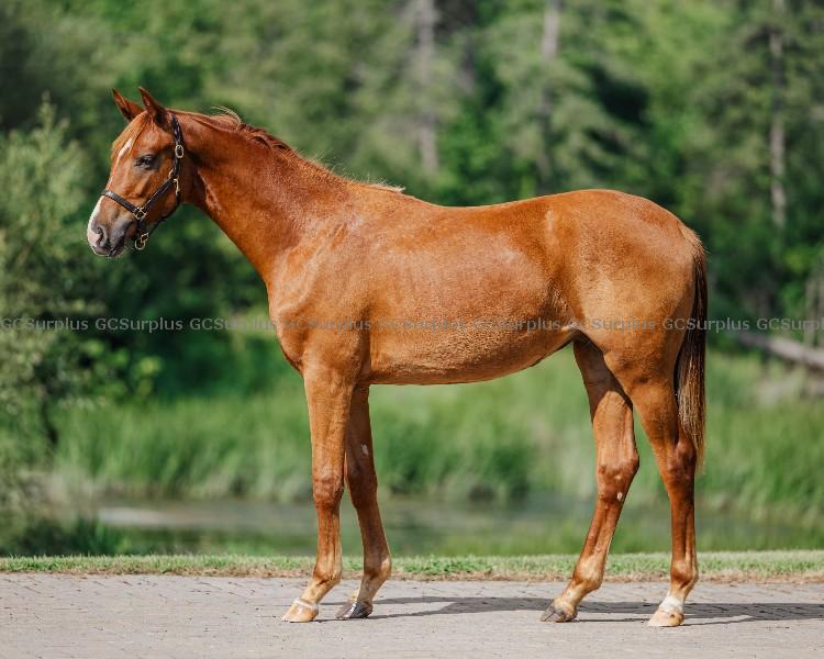 Photo de « Willow » jument Hanoverian d