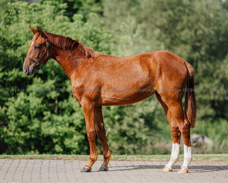 Photo de « Whisper » jument Hanoverian 