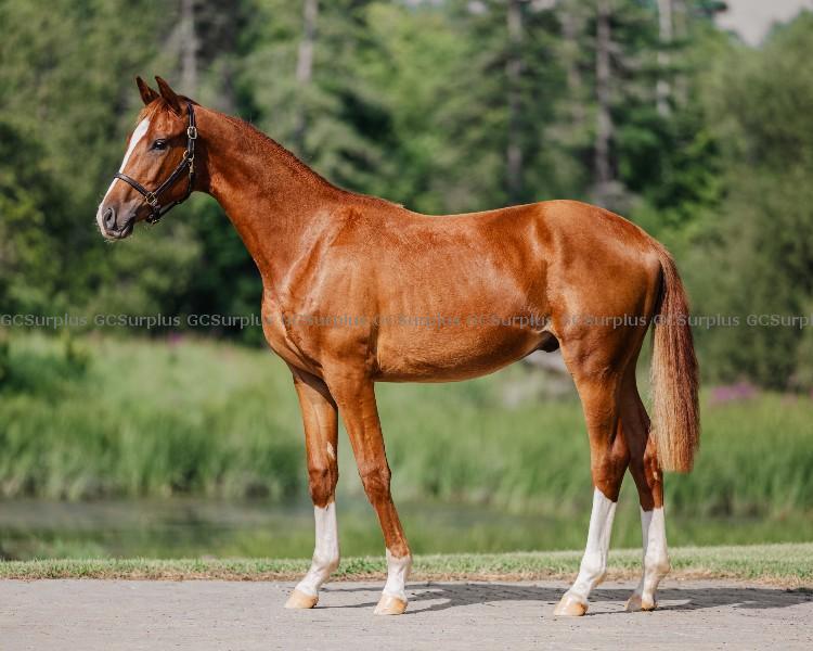 Photo de « Wasabi » hongre Hanoverian d